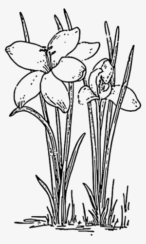 Outline, Flower, Rose, Plant, Crocus - Crocus Drawing