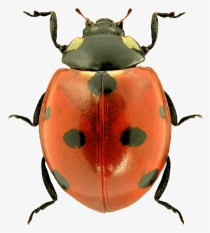 Top Ladybug Png - Lady Bug Transparent Background