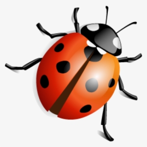 Lady Bug Png Free Download - Insects Png