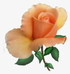Pink Rose Png Clip Art Image - Peach Flowers Png Transparent