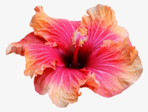 Transparent Flowers Transparent Hibiscus Flowers Png - Tropical Flower Transparent Background