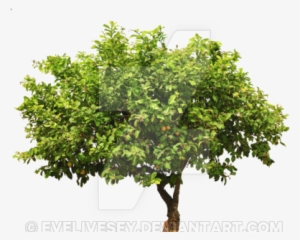 Lemon Tree Top Png - Lemon Tree Cut Out