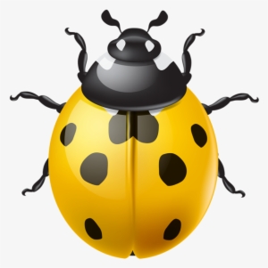 0, - Ladybird Png