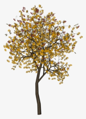 Tree Drawings - Plane-tree Family