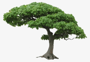 Tree - Tree Png