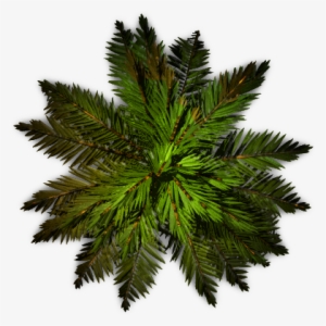 Palm Tree Top View Png - Pond Pine