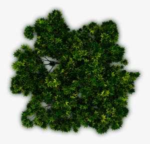 Dundjinni Mapping Software Forums - Eastern Hemlock