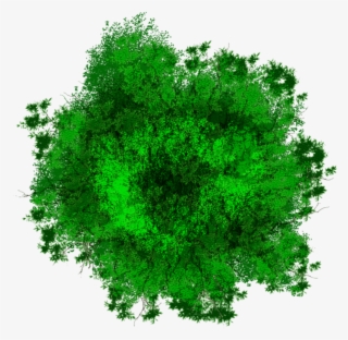 Png Photos Clipart Pine Tree Png Images - Portable Network Graphics