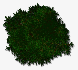 Pine Tree Top View Png - Photograph