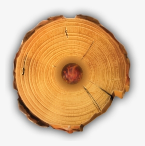 Timber Tote Log Top View - Tree Stump