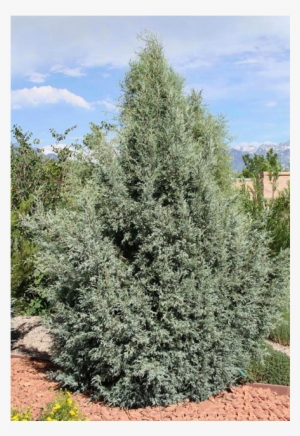 Rocky Mountain Juniper