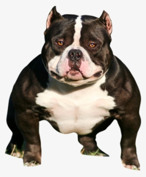 Pitbull Head Png - American Bully Peso