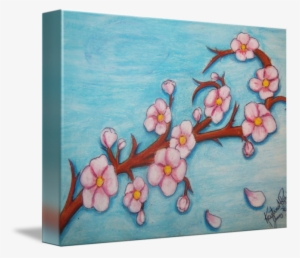 Cherry Blossoms By Kristina Robak - Cherry Blossoms