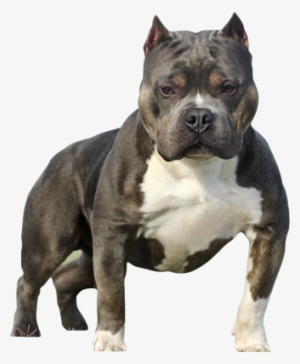 Pitbull Silhouette Png Bully Psd, Free Vector - Sable Tri American Bully