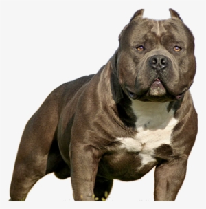 Imperio Bully Pitbull Puppy Png - American Bully Filhote Preço