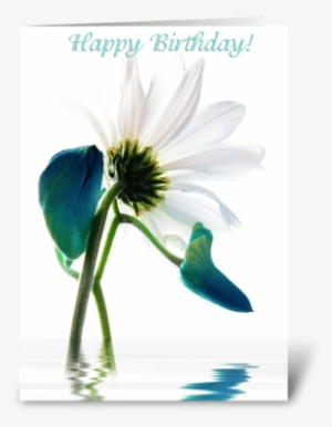 Daisy Greeting Card - Oxeye Daisy