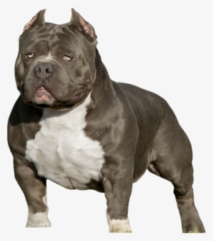 Pitbull Silhouette Png American Bully Psd Detail - American Bully 818 Concepts