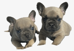Life Is Better With A Frenchie - French Bulldog