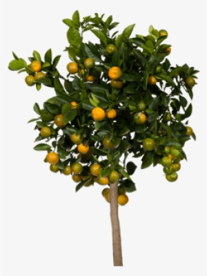 View Collectionwhere To Buy - Black Walnut Tree Small