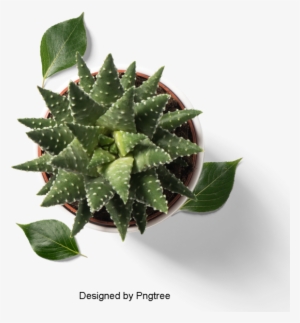 Fresh And Fleshy Plant Potted, Multi Meat, Plant, Potted - Plants