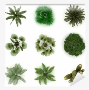 Alberi Da Frutto Dall Alto