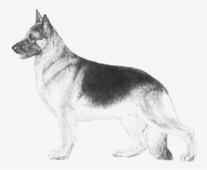 Embark Dog Dna Test - German Shepherd