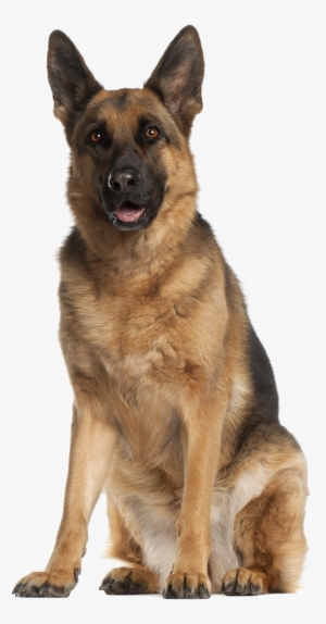 German Shepherd Png Download Image - German Shepherd