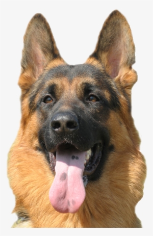 About Hawkeye German Shepherds - German Shepherd Dog Png