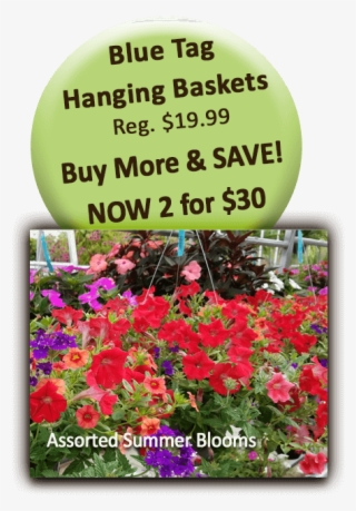 Blue Tag Hanging Baskets - Impatiens