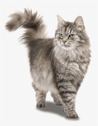 Siberian Cat
