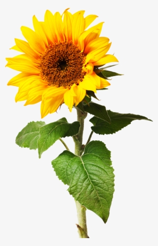 Sunflowers Png Individual Graphic Royalty Free Library