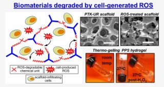 Researchers In The Atl Have Developed Novel, Biodegradable - Circle