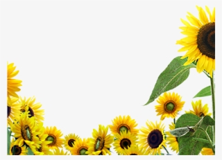 Sunflowers Png Transparent Images