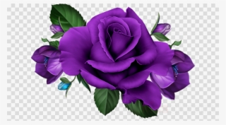 Purple Rose Png Hd Clipart Garden Roses Flower - Clip Art