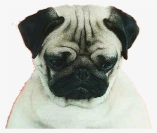 Dog, Pug, And Wallpaper Image - Loulou The Pug: A Book By Meetthepugs