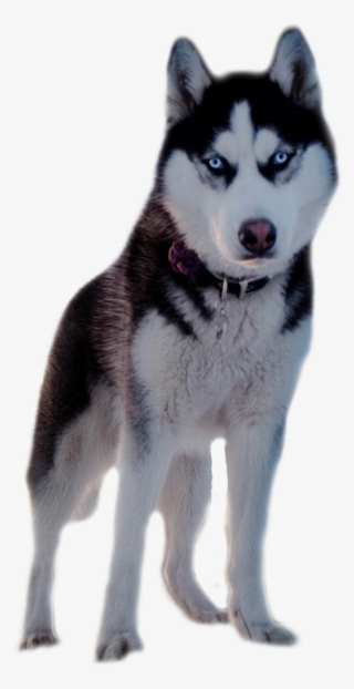 Хаски - Husky Siberiano Fondo Transparente