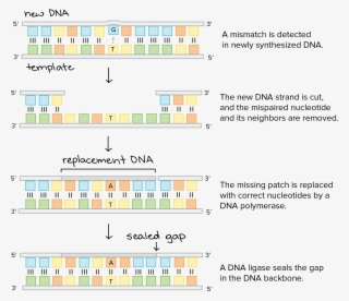 A Mismatch Is Detected In Newly Synthesized Dna - Dna Replication