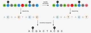 Nucleic Acid Sequence