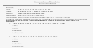 Transcription And Translation Practice Worksheet And