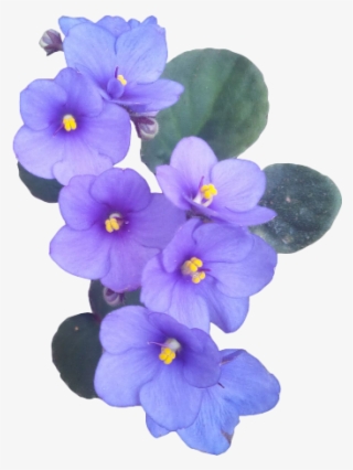 Flowers Flower Violet Aesthetic Vaporwave - Sowon