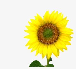 Sunflower Png