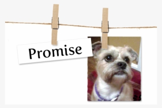 Puppy Clipart Morkie Puppy Yorkshire Terrier - Pet