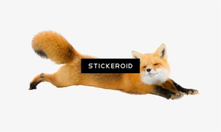 Fox Animals - Marketing