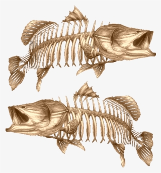 Barramundi Gold - Barramundi