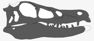 Linheraptor Exquisitus Skull - Linheraptor