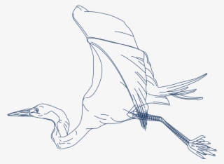 Marine Debris - Duck