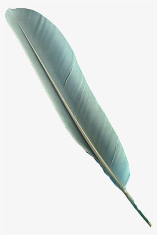 Bird Feather Png - Bird Feather Pen Png