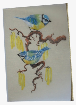 Farbstift Zeichnungen Auf Pergamentpapier - Blue Jay