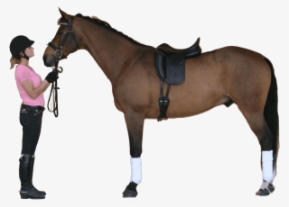 Equestrian Imports Your Full Service On Line Source - Perfect Fit Saddle On Horse