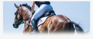 Kent And Masters Saddles - Privacy
